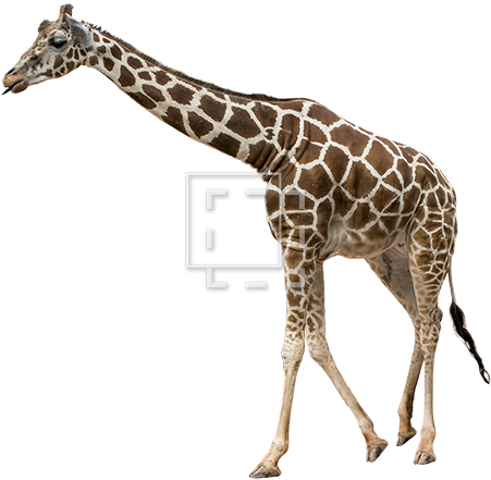 Parent Category - Giraffe (450x450)