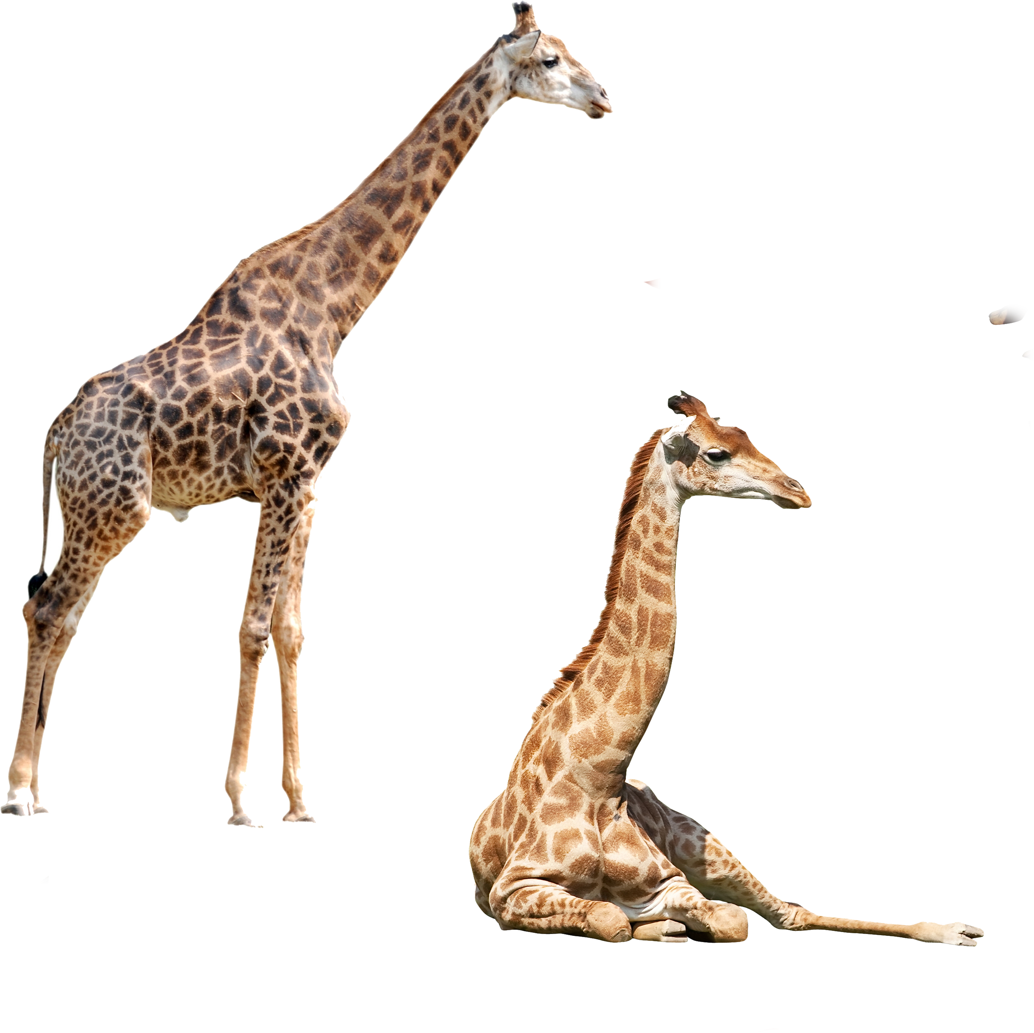 Northern Giraffe Okapi Elephant Felidae - Northern Giraffe Okapi Elephant Felidae (4134x4134)