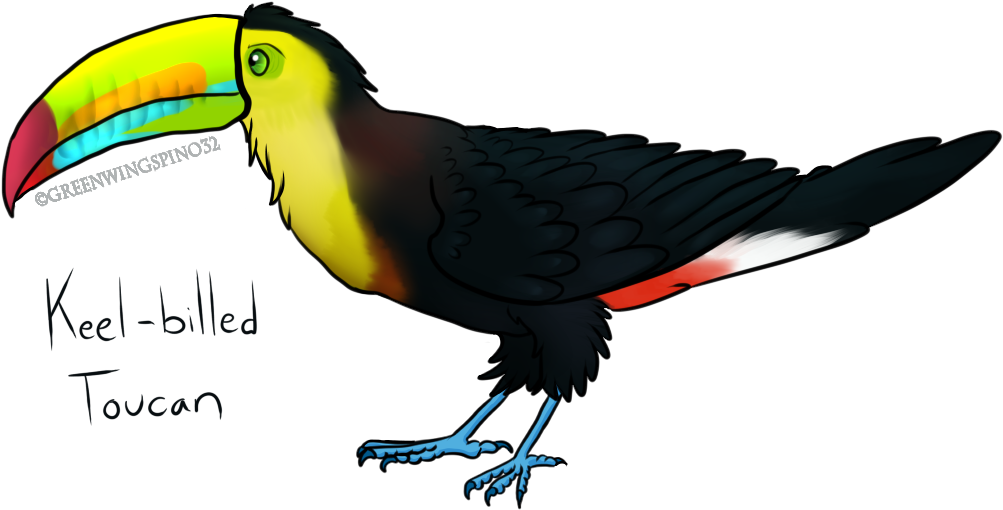 Keel Billed Toucan By Greenwingspino32 - Keel Billed Toucan Clipart (1040x540)