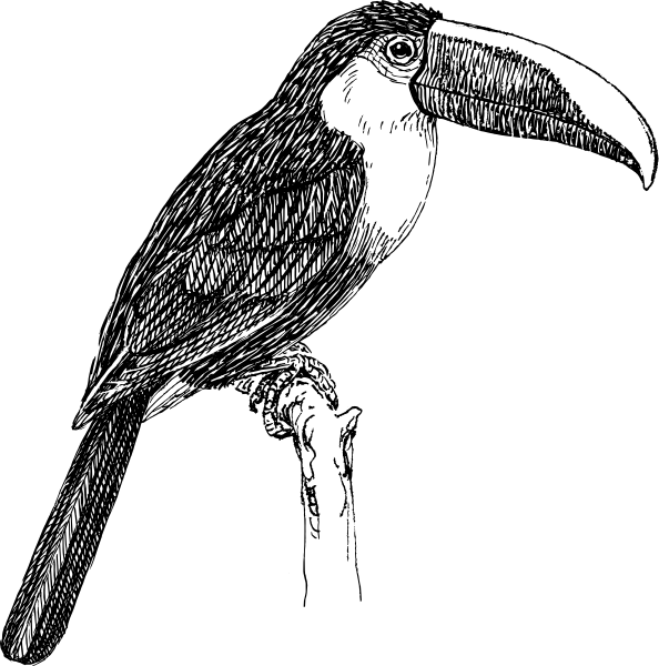 Black And White Toucan (742x750)