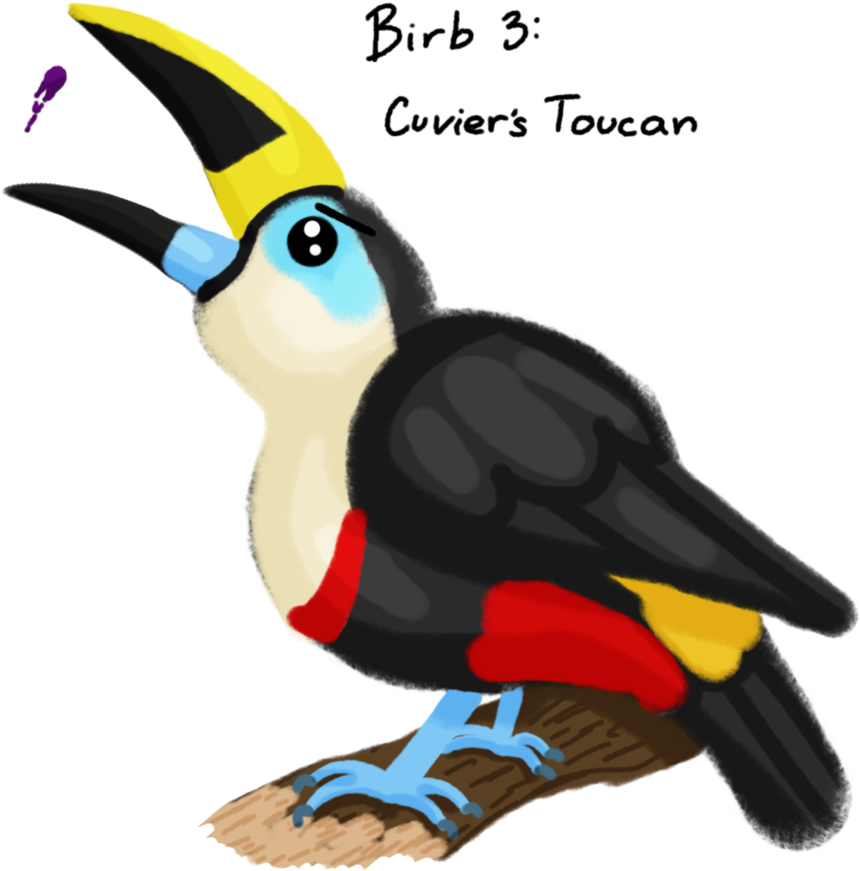 Cuvier's Toucan By Silverwingink - Hornbill (894x894)