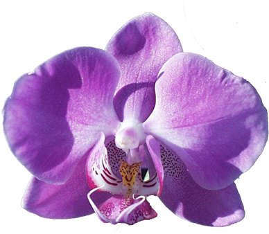 Orchid And Butterflies - Hotel Housekeeping: Operations And Management (397x337)