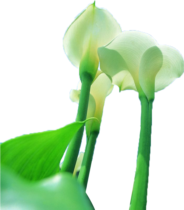 White Horseshoe Lynch Looked Up At Photography - White Horseshoe Lynch Looked Up At Photography (827x987)