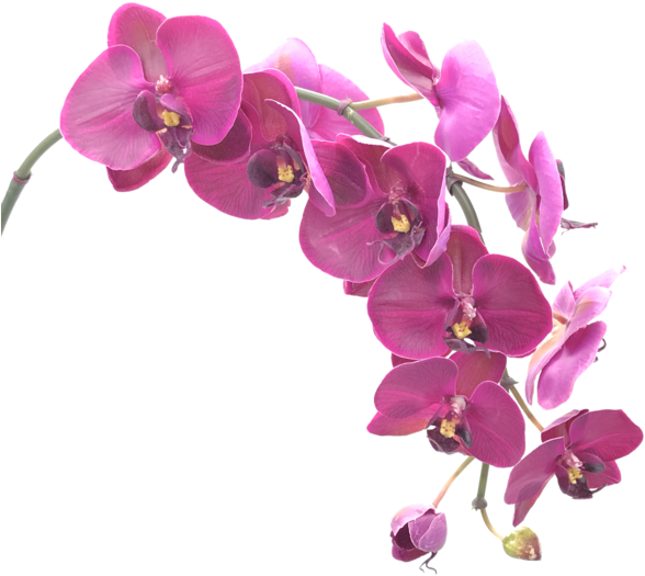 Bunches - Purple Orchid Flower Png (600x600)