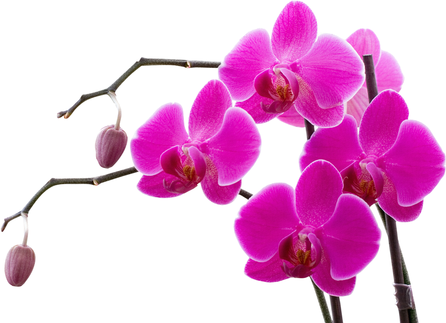 009png Orchid And Art Flowers - Orchid Flower (1600x1114)