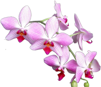 Orchids Psd Vectors Vectorhqcom - Orchid Flower Psd (400x300)