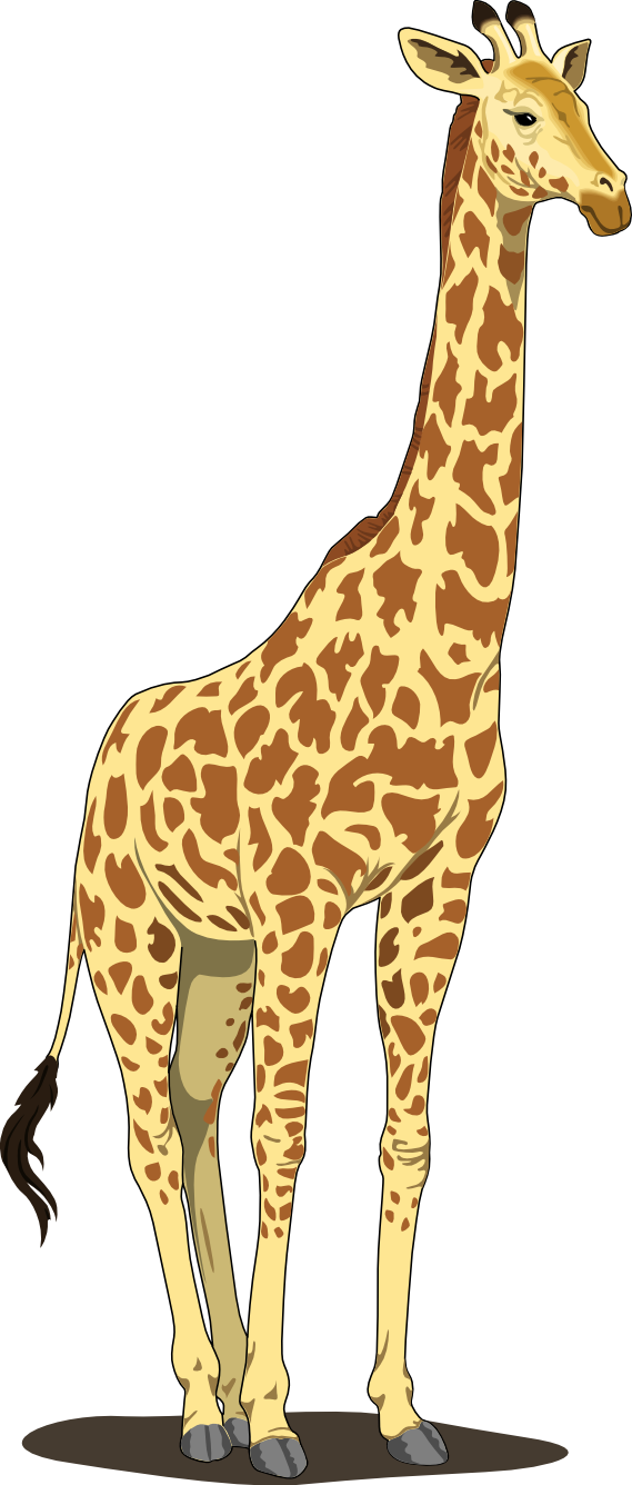 Best Giraffe Clipart - Giraffe Clipart (569x1336)