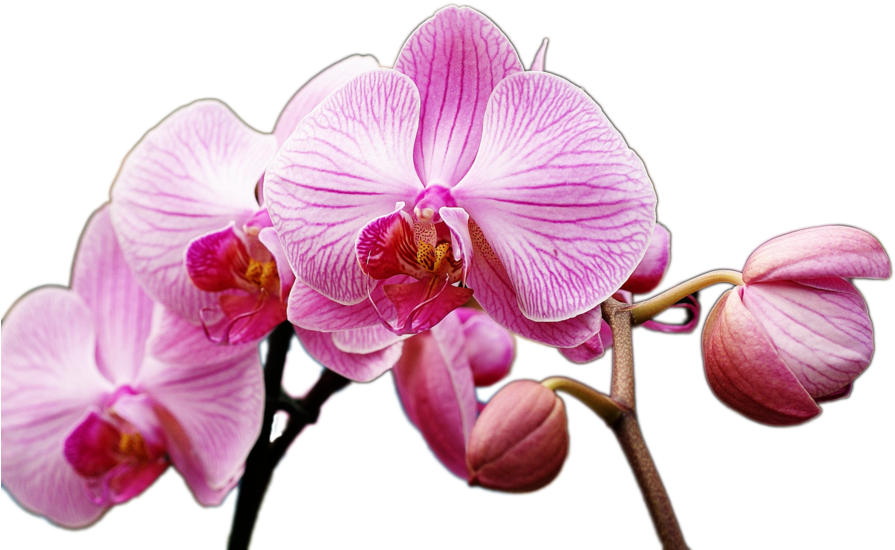 Orchid Stock Png By - Orchid Png (900x563)