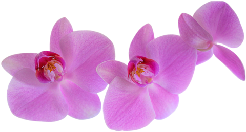 Pink Orchids - Phalaenopsis Sanderiana (500x290)