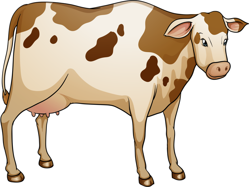 Lakenvelder Cattle Royalty Free Illustration - Lakenvelder Cattle Royalty Free Illustration (800x601)