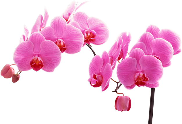 Black Frame Fuschia - Sz Hd Butterfly Orchid Wall Art For Living Room, Beautiful (627x427)