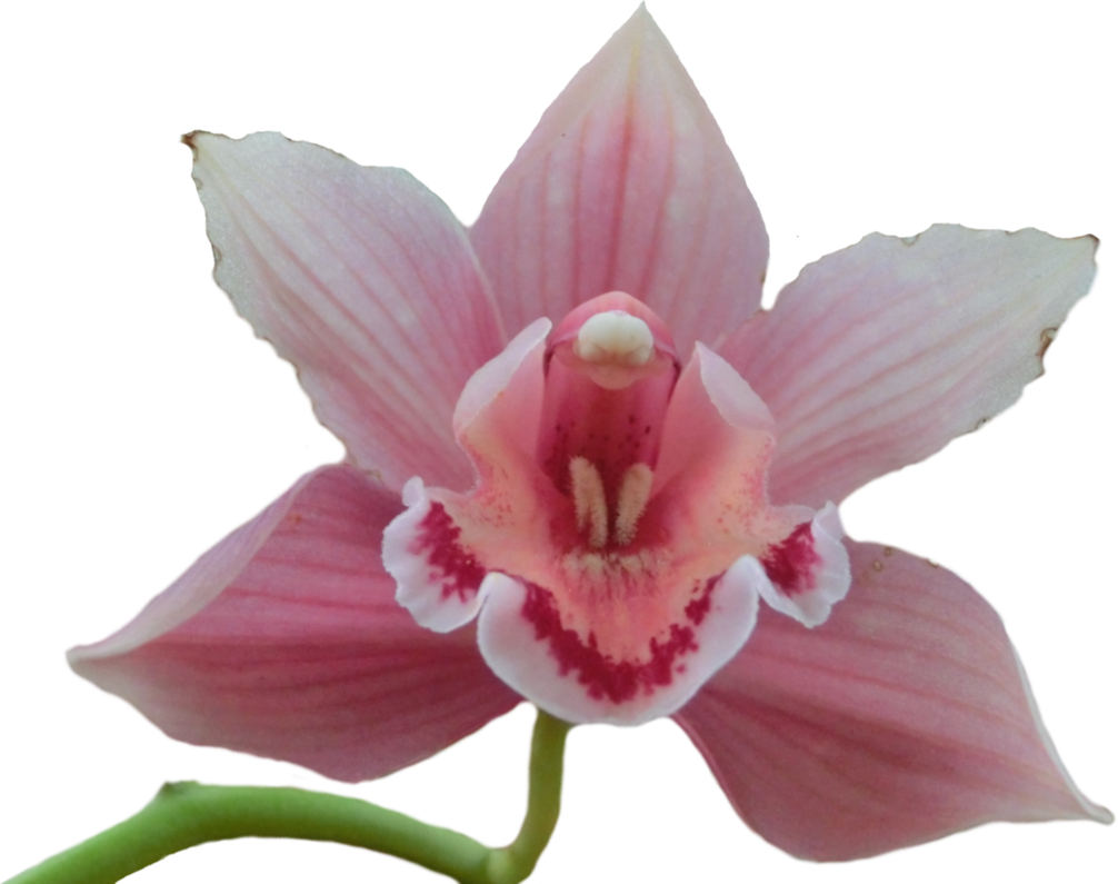 Pink Orchid Png By Jeanneystock On Deviantart - Pink Orchid Png (1006x795)