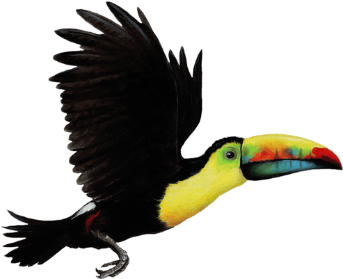 Bird Parrot Toco Toucan Choco Toucan Clip Art - Walls Of The Wild Toucan (512x512)