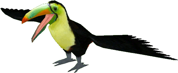 Keel-billed Toucan - Toucan (614x614)