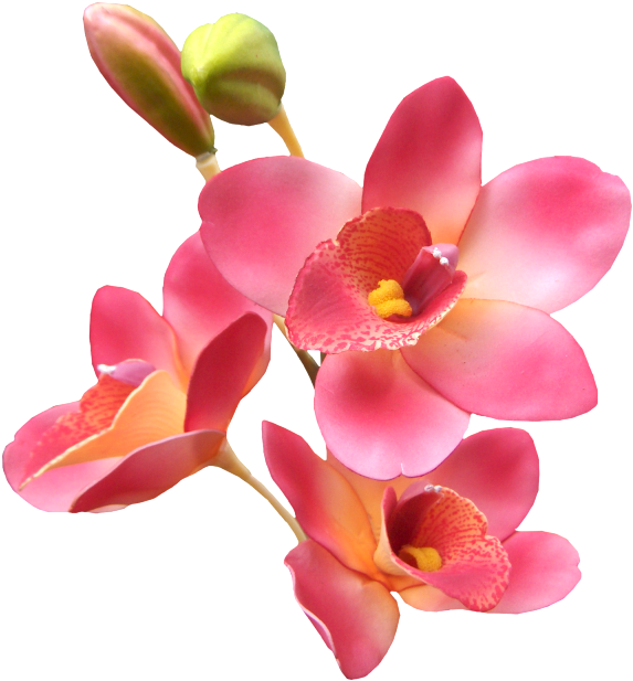 Explore Orchids, Orchid Flowers, And More - Lovers Poems Com Good Morning (588x630)