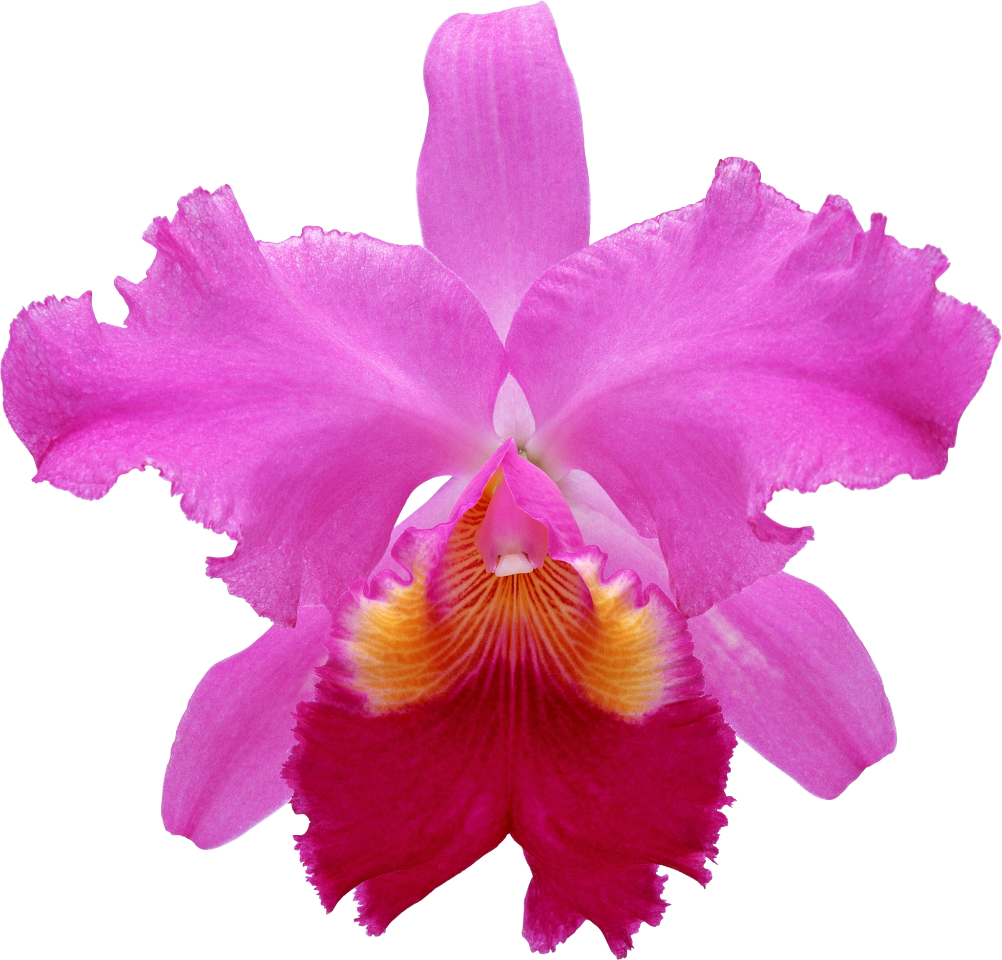 Exotic Flowers (2052x1965)