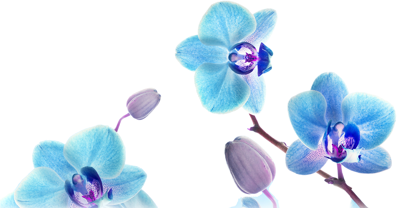 Orchid Marketing Blue Orchid Png - Create A Happy Life (1400x800)