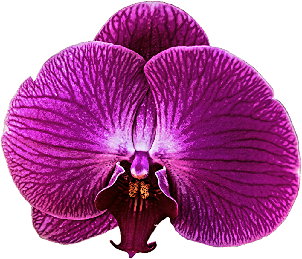 Dark Pink Orchid By Jeanicebartzen27 Dark Pink Orchid - Zygopetalum (1024x885)