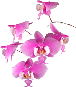 Orchids (500x400)