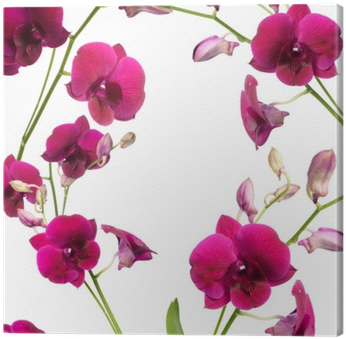Beautiful Purple Orchid Flower Frame Isolated On White - Sweet Pea (400x400)