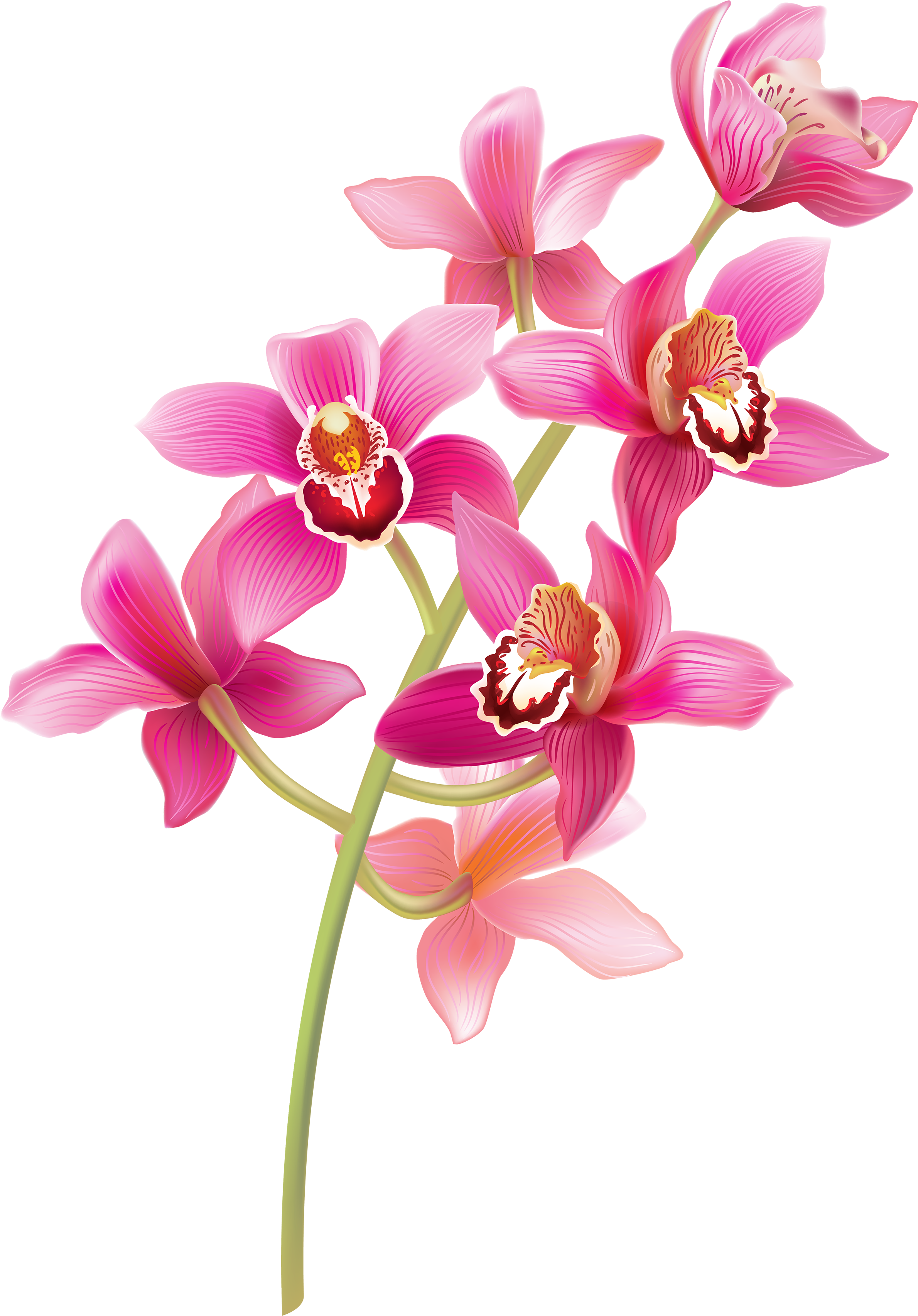 Orchid Clipart Orchid Flower - Orchids Png (2442x3500)