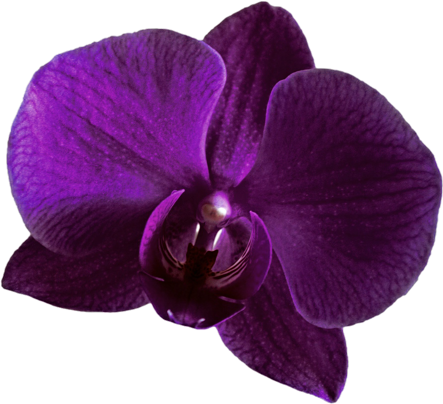 Purple Orchid By Jeanicebartzen27 - Purple Orchid Clipart (918x853)
