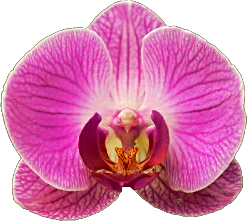 Very Pink Orchid By Jeanicebartzen27 Very Pink Orchid - Moth Orchid (1024x910)