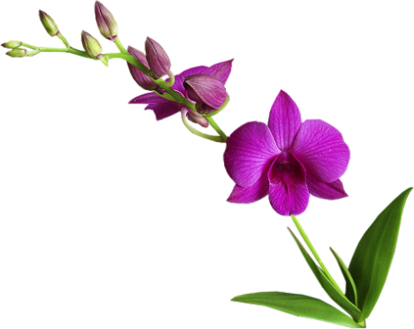 Png Images Flowers Flowers / Png - Canh Hoa Lan Dep (460x366)