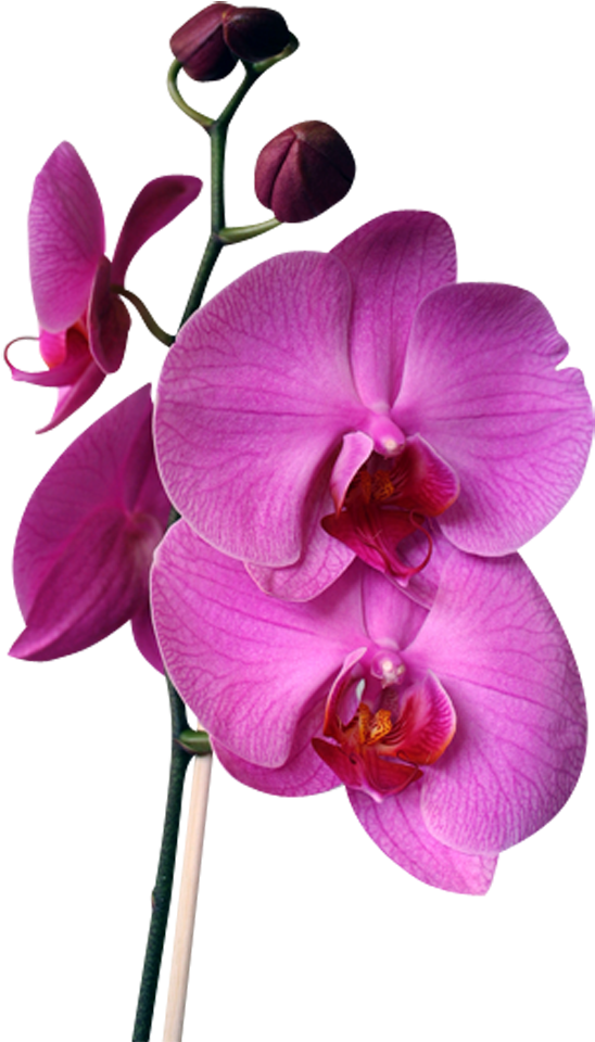 Png Клипарт "beautiful Orchids Flower" - Orchids (693x1000)