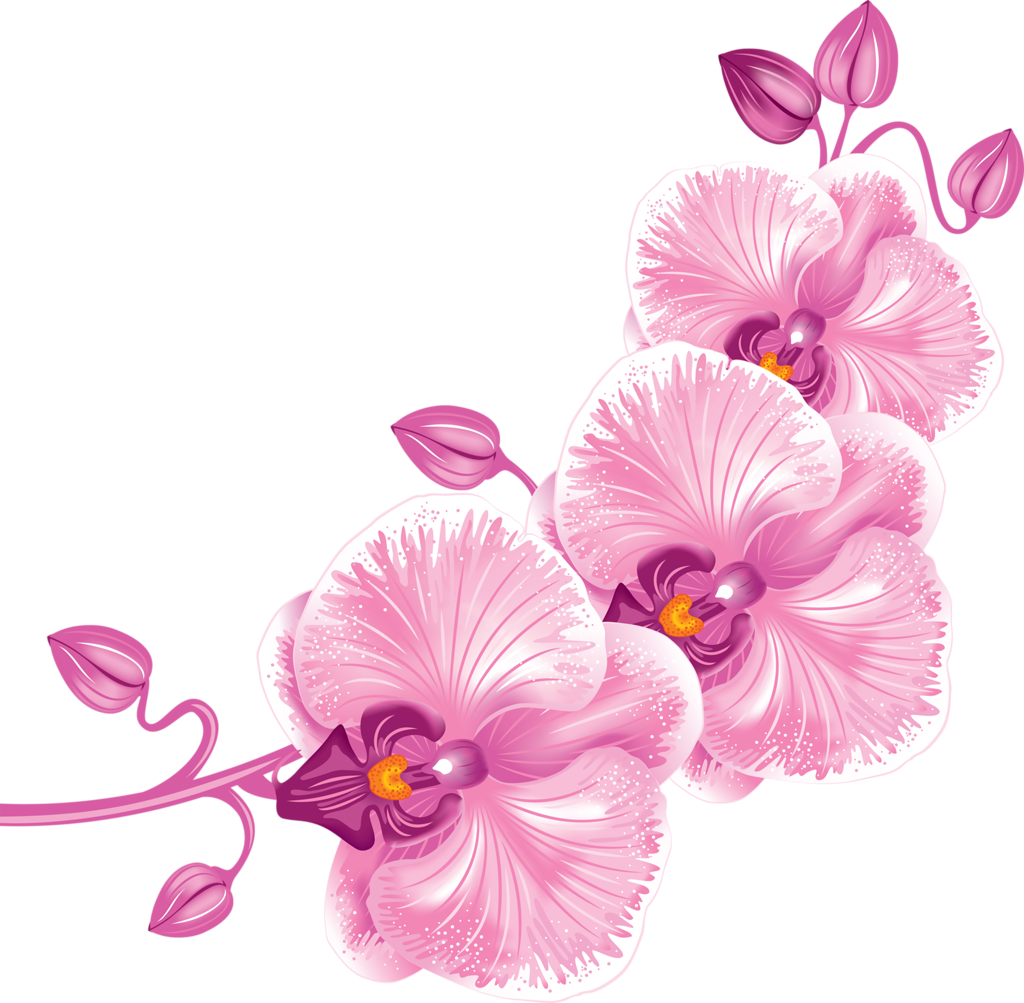 Ð¾ñ€ñ Ð¸ð´ðµð¸ Png Orchid And Art Flowers - Free Orchid Clip Art (1024x1003)