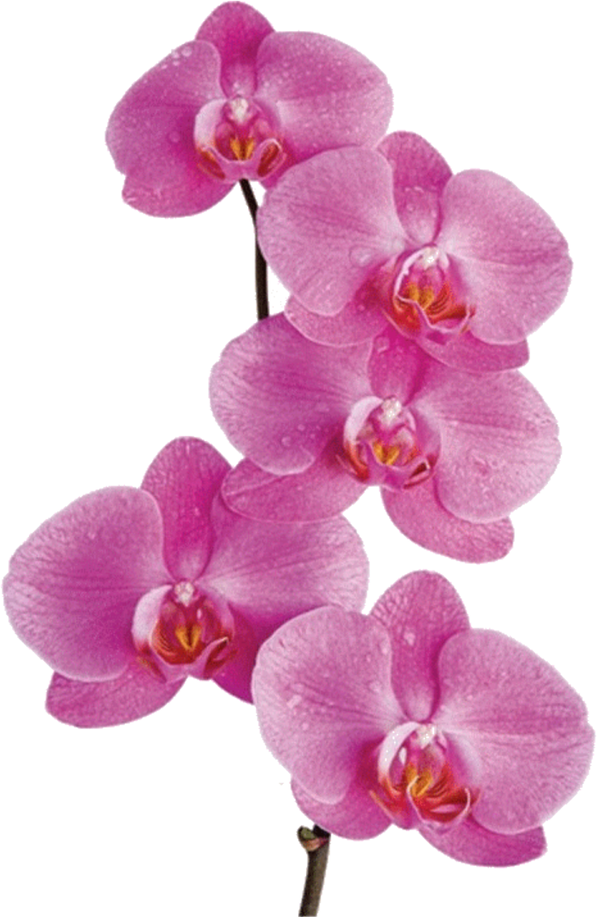 Flower Orchid Png (1600x1600)