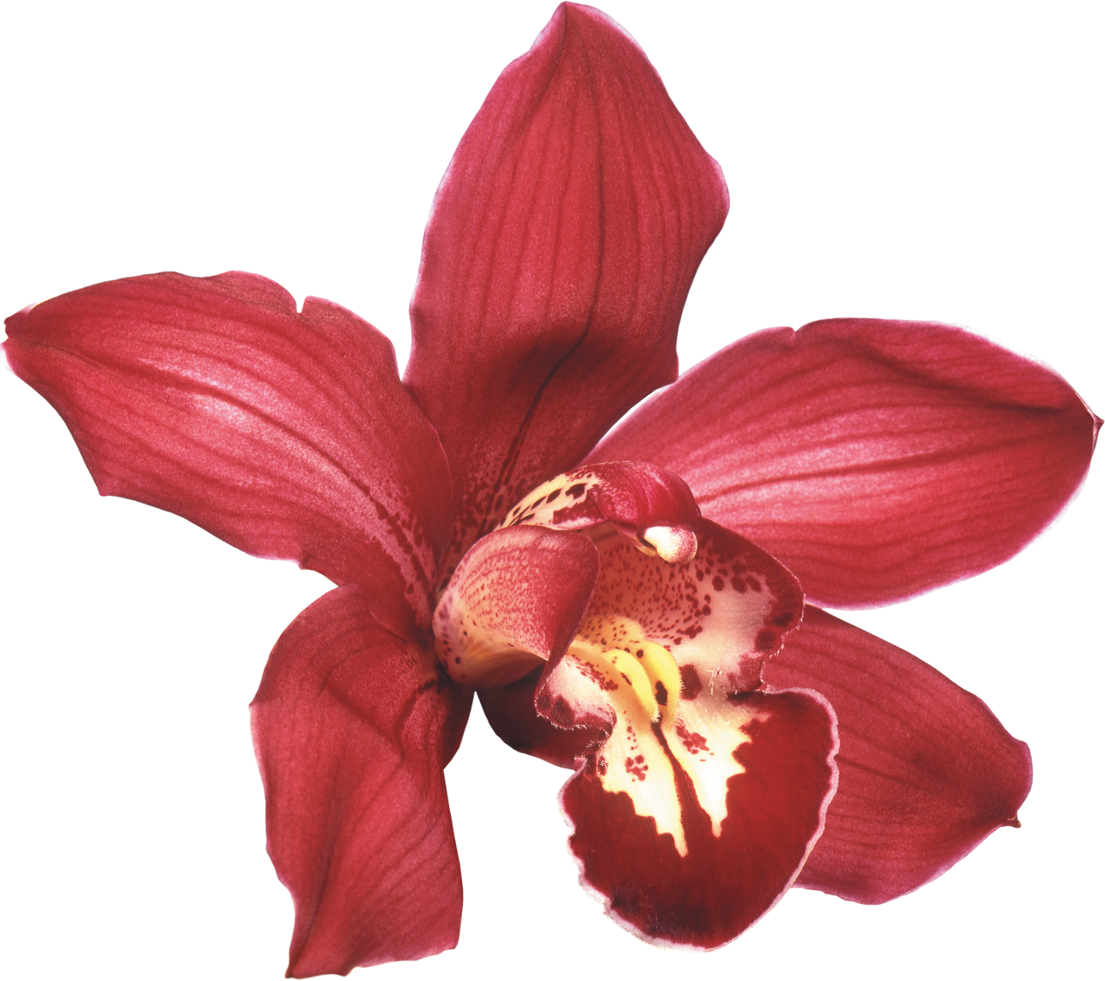 Png Клипарт "beautiful Orchids Flower" - Maroon Orchid Png (1600x1420)