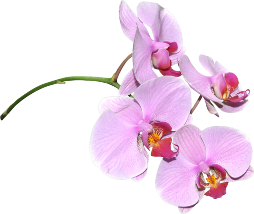 Publicat De Eu Ciresica La - Orchidées Png (500x422)