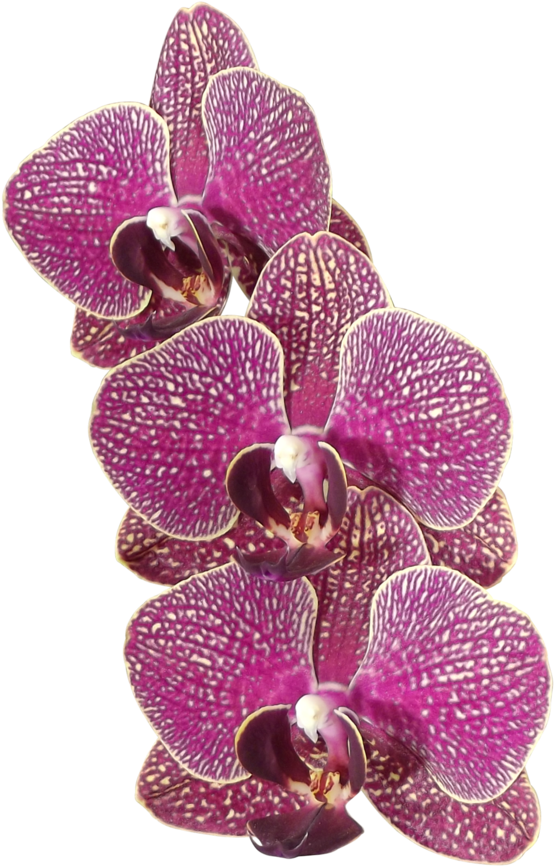 Orchid Flowers 1 Png By Adagem - Orchid Leaf Transparent Png (894x894)
