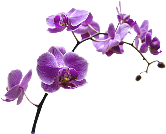 Pics Photos Transparent Red Orchid Png - Orchidée Png (572x459)