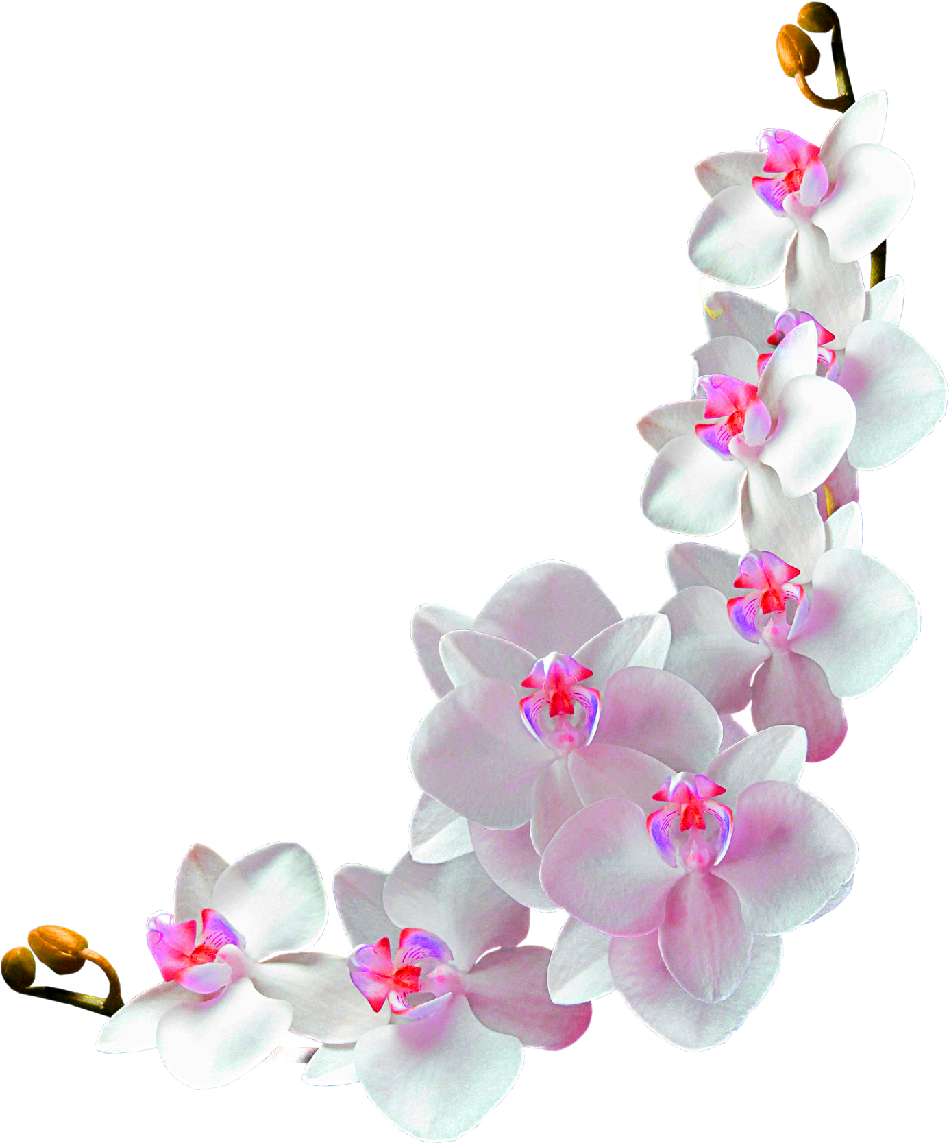 Orchids Film Frame Photography Clip Art - Frame Orchids Flowers Png (1443x1736)