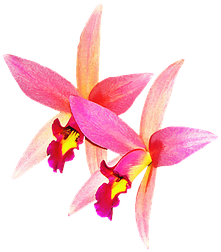 Orchids Flowers Rosa Nature Isolated Orchi - Ochids Png (418x340)