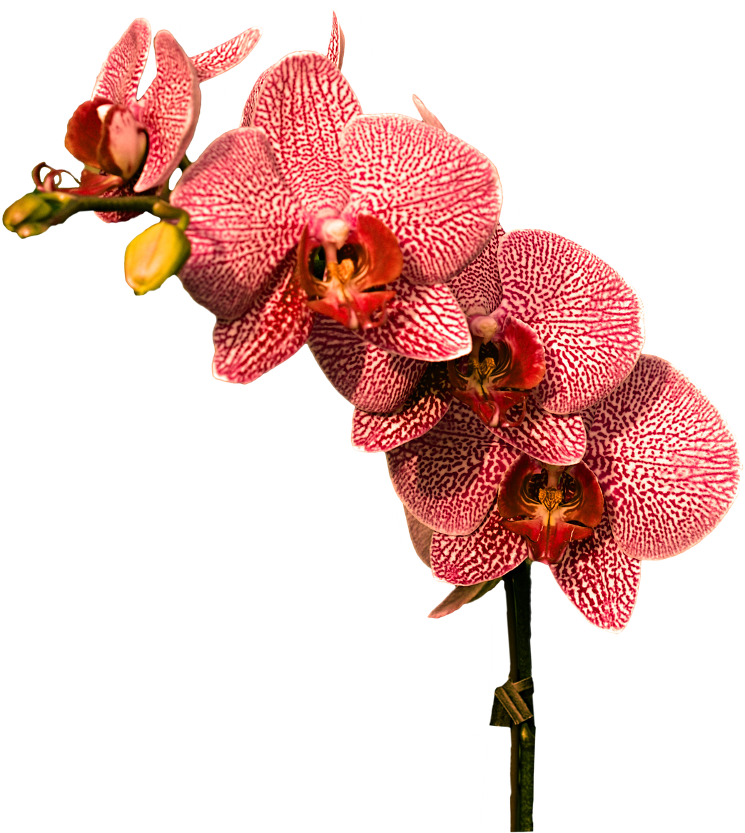 Frilly Cliparts - Imagens Orquideas Png (1280x1280)