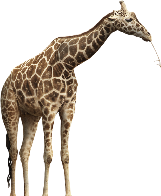 Click And Drag To Re-position The Image, If Desired - Zoo Atlanta (598x700)