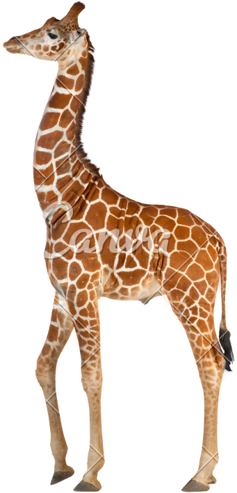 Somali Giraffe, Commonly Known As Reticulated Giraffe, - Giraffe Stock (569x800)