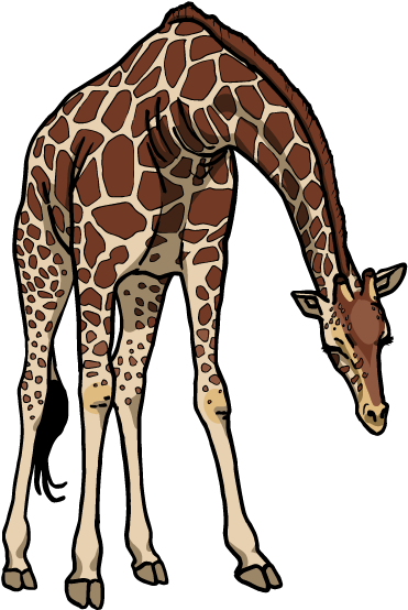 Giraffe For Logo - Giraffe With Head Down (404x589)