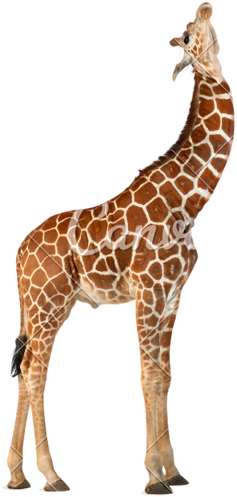 Image - Natural Wonders Dot-to-dot: 104 Dot (529x800)