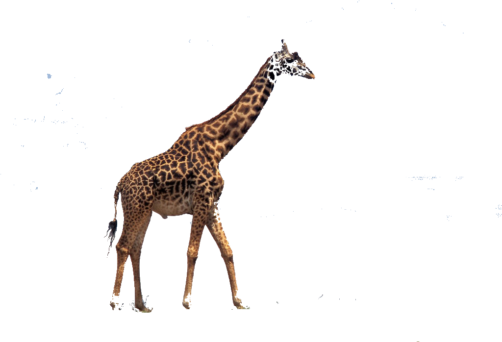 Download Free Christmas Giraffe Wallpapers - Safari Humour Tablet (vertical) - Ipad Air (vertical) (1024x768)