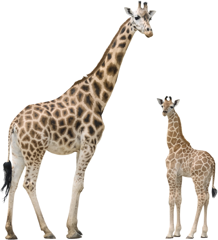 Download Giraffe Png Transparent Images Transparent - Giraffe Png (1006x1024)
