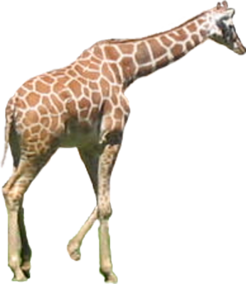 Giraffe Psd - Tux Paint Giraffe (346x400)