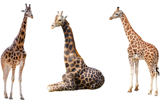 Giraffe Trio 2 Png By Chaseandlinda - Giraffe Png (600x327)