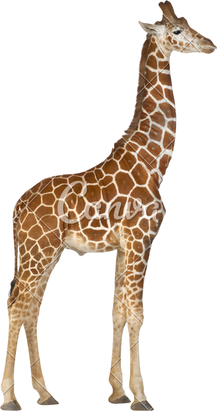Somali Giraffe, Commonly Known As Reticulated Giraffe, - Giraffa Camelopardalis Png (424x800)