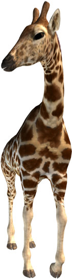 Giraffe Structural Features - Northern Giraffe (411x556)