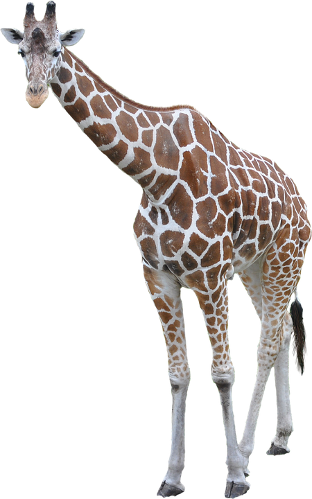 0 Giraffe Png Images Free Download Giraffe Png Images - Giraffe Png (450x720)