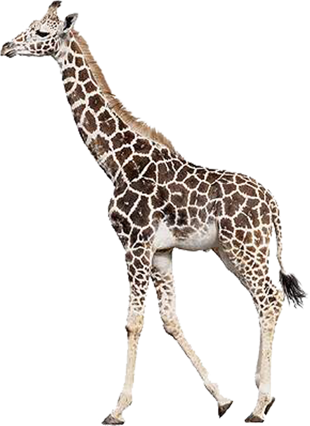 Rothschild's Giraffe Northern Giraffe Leopard Mammal - Giraffe (800x1000)